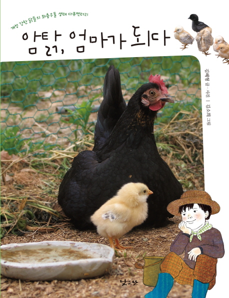 암탉, 엄마가 되다 : 개성 강한 닭들의 좌충우돌 생태 다큐멘터리 책표지